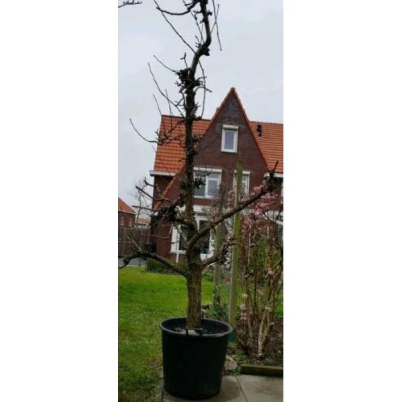 Oude perenboom