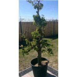 Oude perenboom