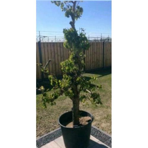 Oude perenboom