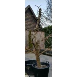 Oude perenboom