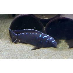 Malawi cichliden: Pseudotropheus elongatus Neon spot F1