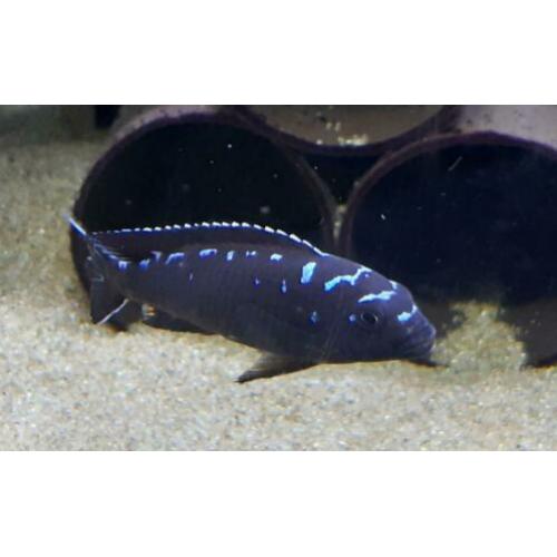 Malawi cichliden: Pseudotropheus elongatus Neon spot F1