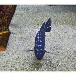Malawi cichliden: Pseudotropheus elongatus Neon spot F1