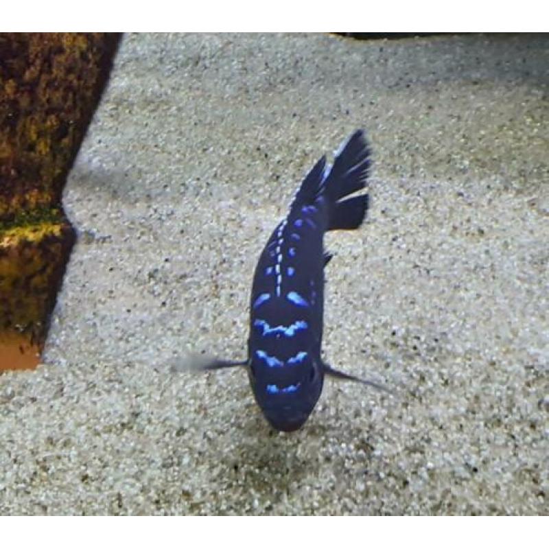 Malawi cichliden: Pseudotropheus elongatus Neon spot F1