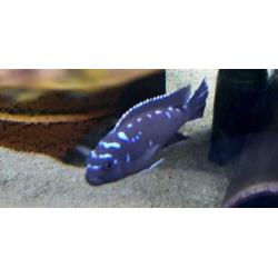Malawi cichliden: Pseudotropheus elongatus Neon spot F1