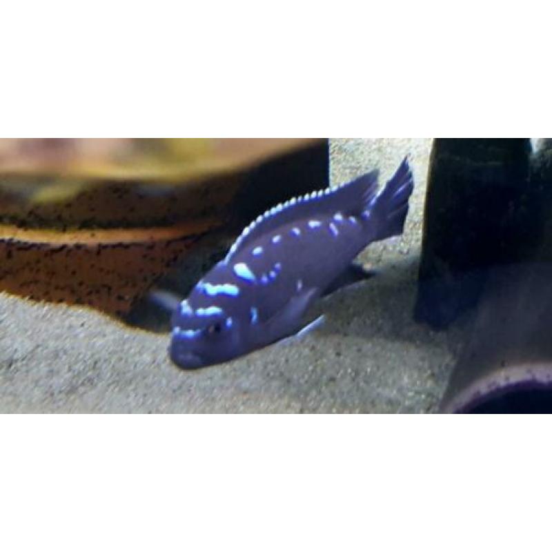 Malawi cichliden: Pseudotropheus elongatus Neon spot F1