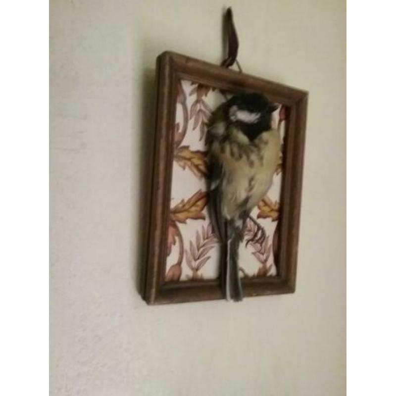 Opgezet vogeltje geprepareerd koolmees klassieke omlijsti