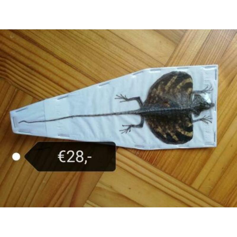 Diverse opgezette dieren, eventueel lijsten te koop