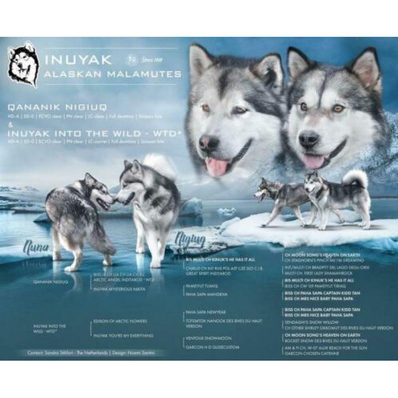 Kennel INUYAK verwacht Alaskan Malamute pups , met stamboom