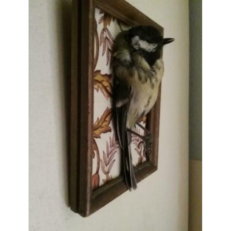 Opgezet vogeltje geprepareerd koolmees klassieke omlijsti