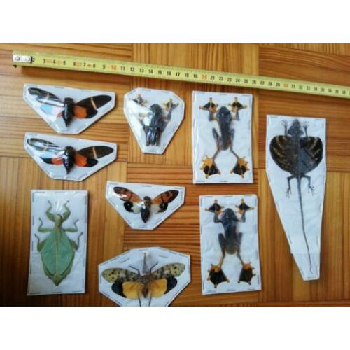 Diverse opgezette dieren, eventueel lijsten te koop