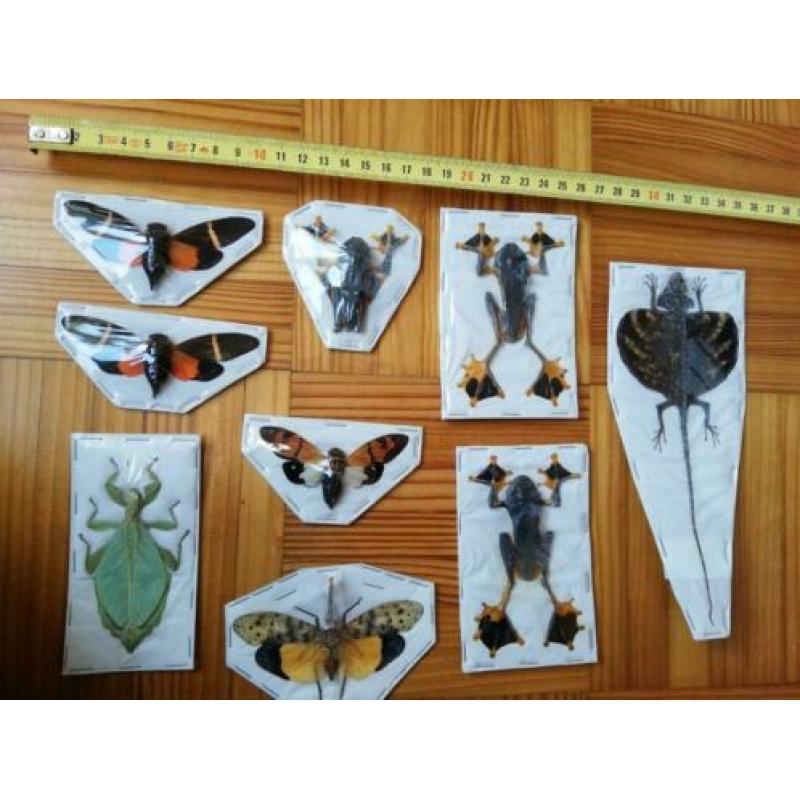 Diverse opgezette dieren, eventueel lijsten te koop