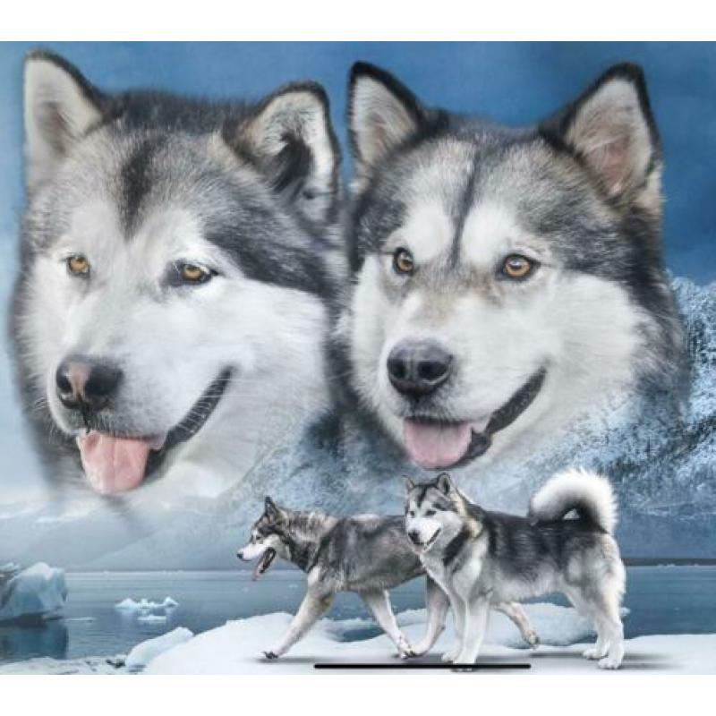 Kennel INUYAK verwacht Alaskan Malamute pups , met stamboom