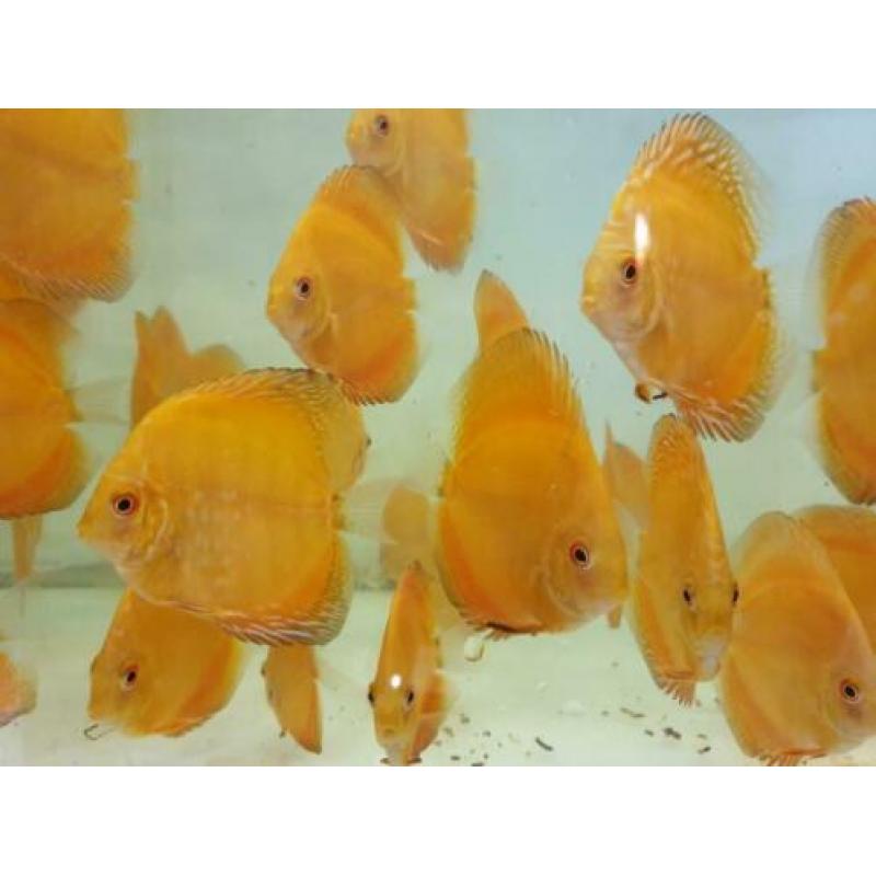 discus vissen