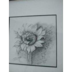 Zwart wit tekening zilveren lijst zonnebloem Oelen- Withaar