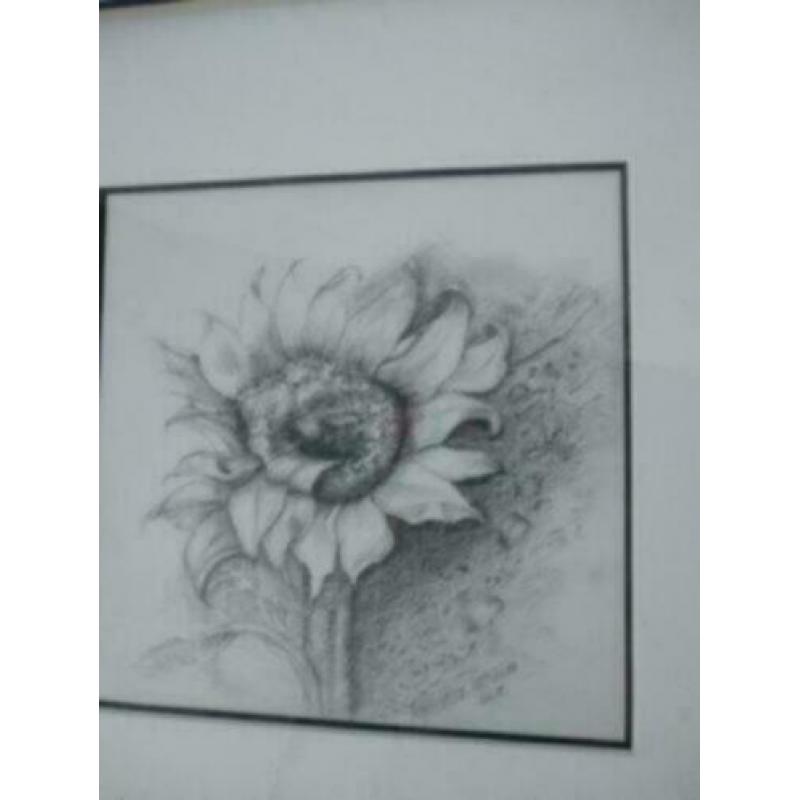 Zwart wit tekening zilveren lijst zonnebloem Oelen- Withaar