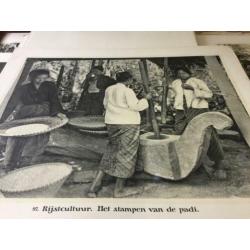 Indische schoolplaten uit 1911 - 1913, in totaal 11 stuks