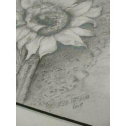 Zwart wit tekening zilveren lijst zonnebloem Oelen- Withaar