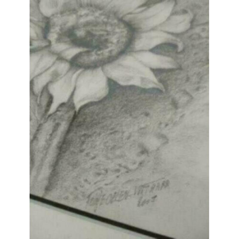 Zwart wit tekening zilveren lijst zonnebloem Oelen- Withaar