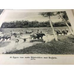 Indische schoolplaten uit 1911 - 1913, in totaal 11 stuks
