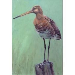 Vogel schilderijen Robin dArcy Shillcock, van Ommen, Jansma