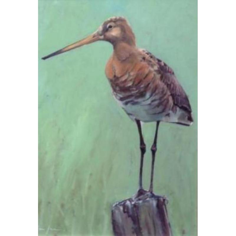 Vogel schilderijen Robin dArcy Shillcock, van Ommen, Jansma