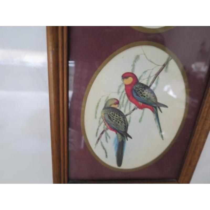 mooie vogels 43/15 cm ingelijst achter glas