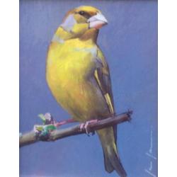 Vogel schilderijen Robin dArcy Shillcock, van Ommen, Jansma