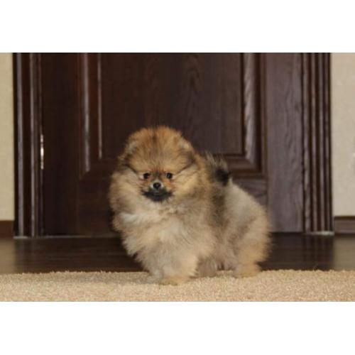 Zeer mooi Teefje Pomeranian/Pomeriaan/Dwergkeesje/FCI