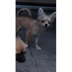 Mooie langhaar chihuahua pup