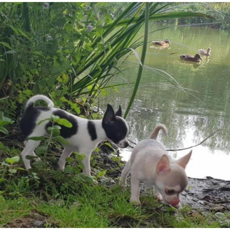 chihuahua pup Gipsy bont zwart/wit