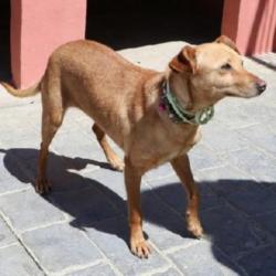 ACE: Naima, Podenco mix, lief maar ietwat onzeker hondje