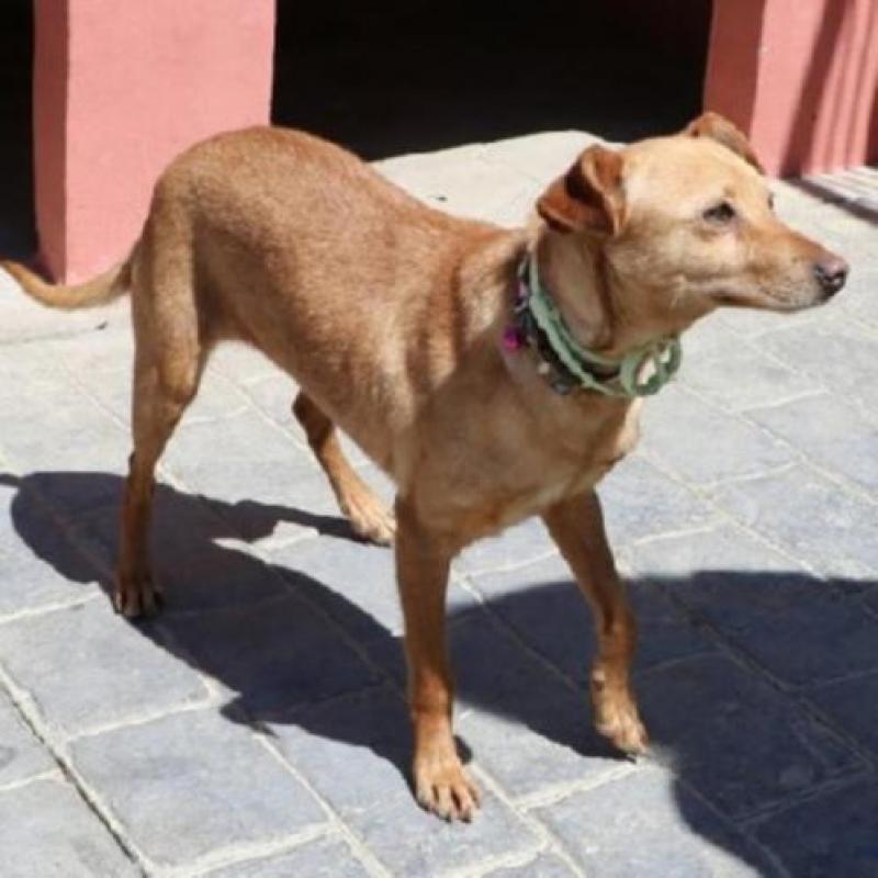 ACE: Naima, Podenco mix, lief maar ietwat onzeker hondje