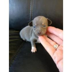 Kortharig zilver/blauw & tan Chihuahua teefje