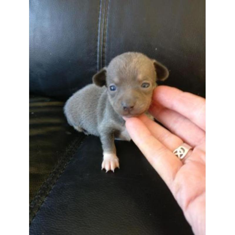 Kortharig zilver/blauw & tan Chihuahua teefje
