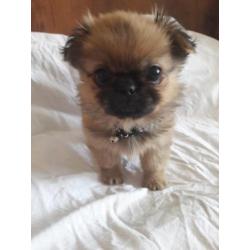 Pekingees pups ( dwergpekingees)
