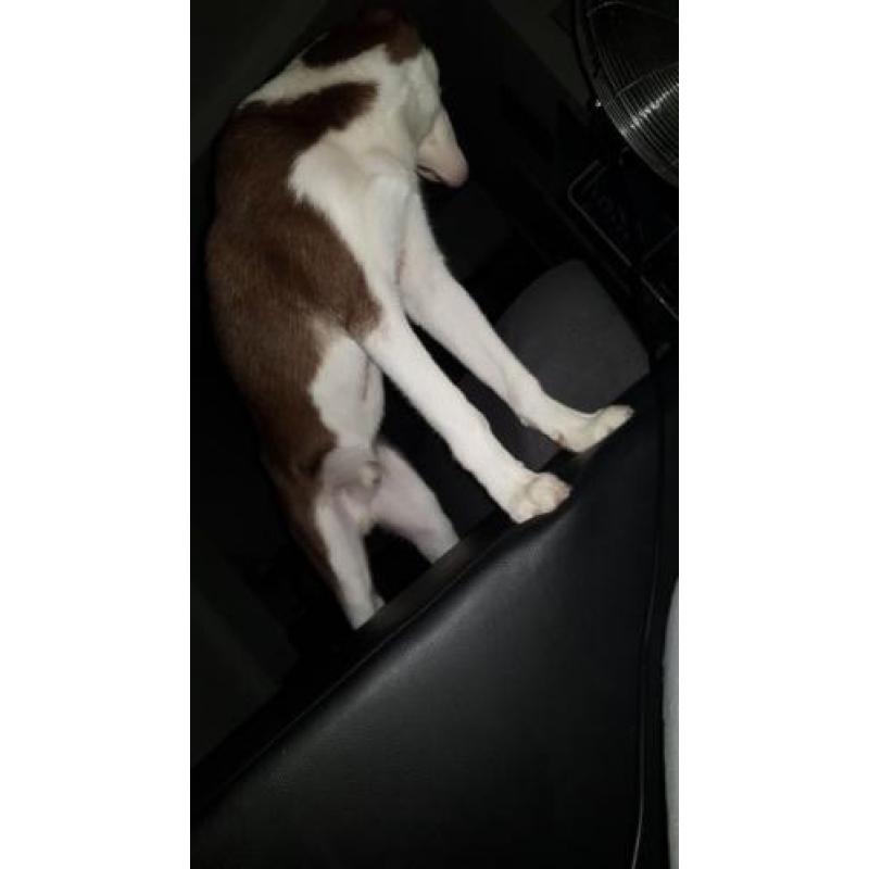Hungarian Huskie 9mnd.