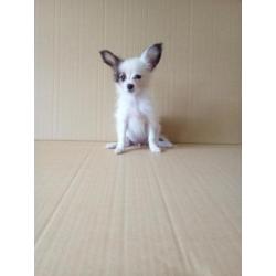 100 % Nederlandse Vlinderhondjes Papillon