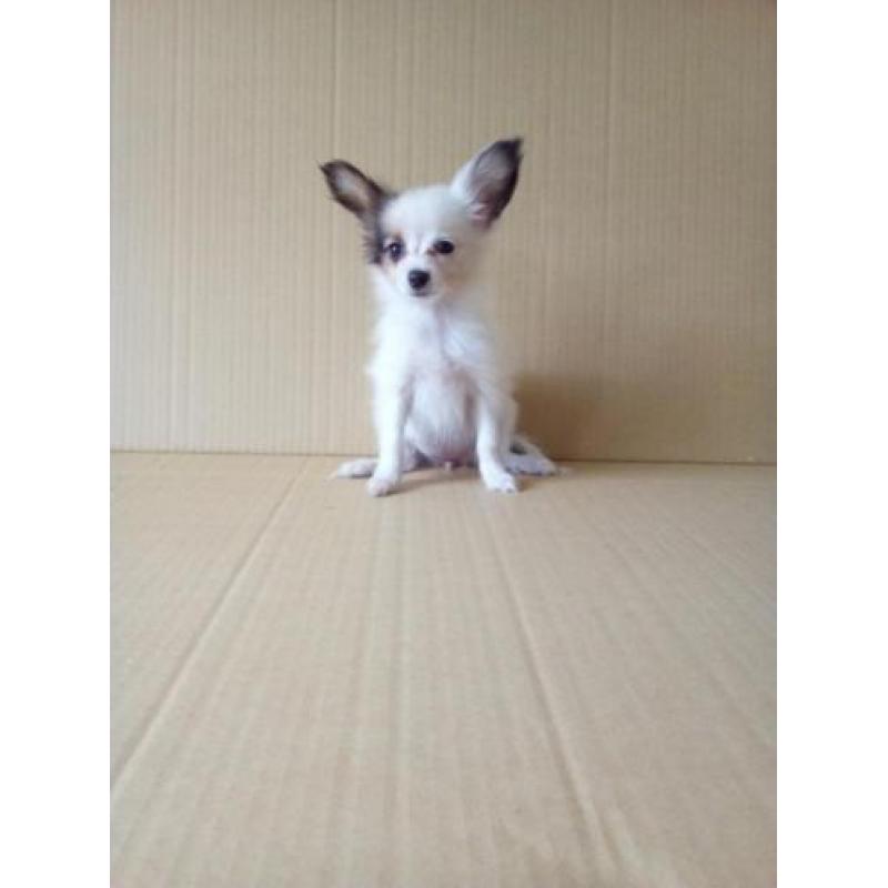 100 % Nederlandse Vlinderhondjes Papillon