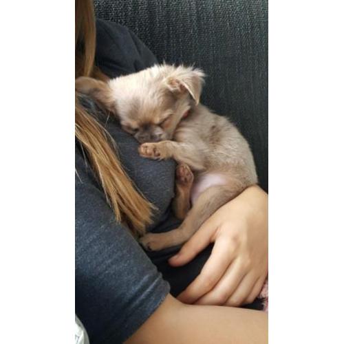 Super lief langhaar chihuahua pupje