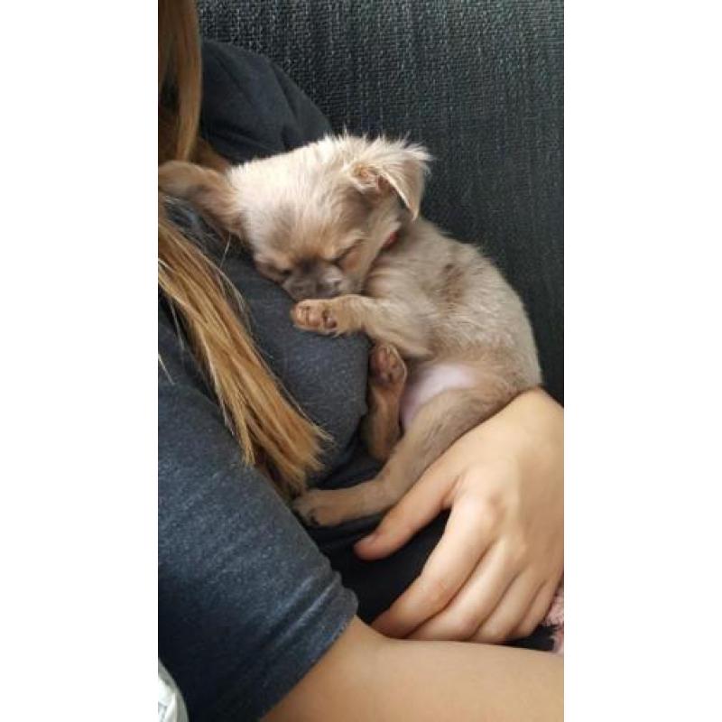 Super lief langhaar chihuahua pupje