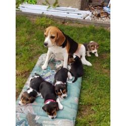 Beagle pups