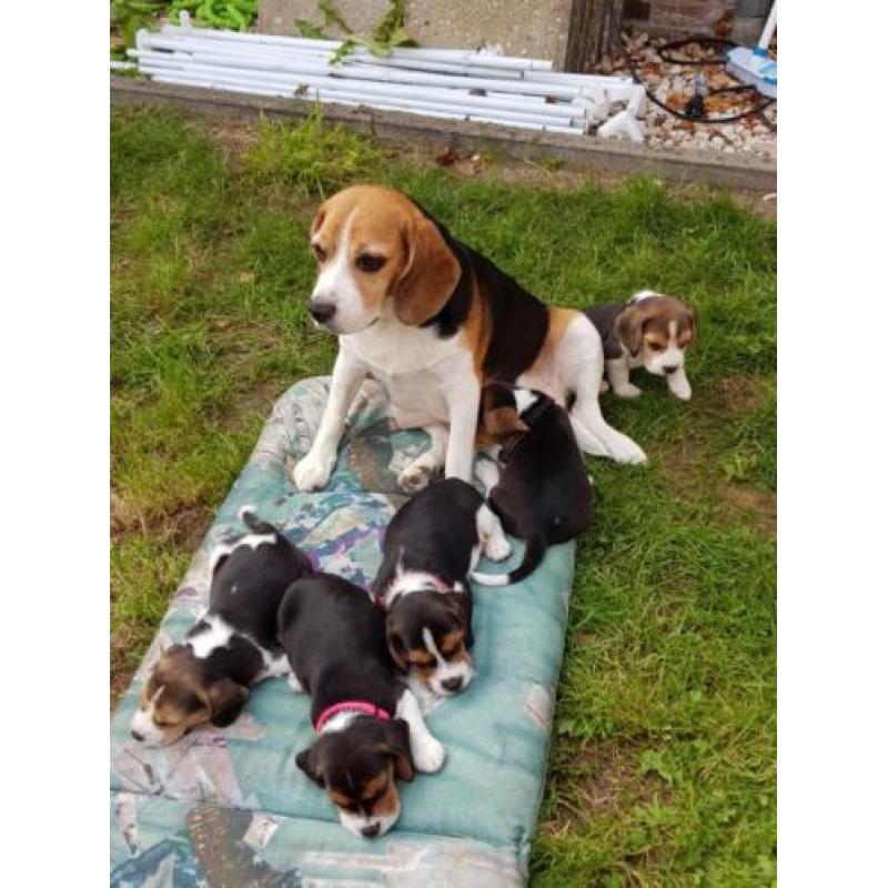 Beagle pups
