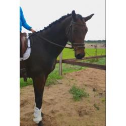 Opvallende dressuur topper