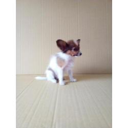 100 % Nederlandse Vlinderhondjes Papillon
