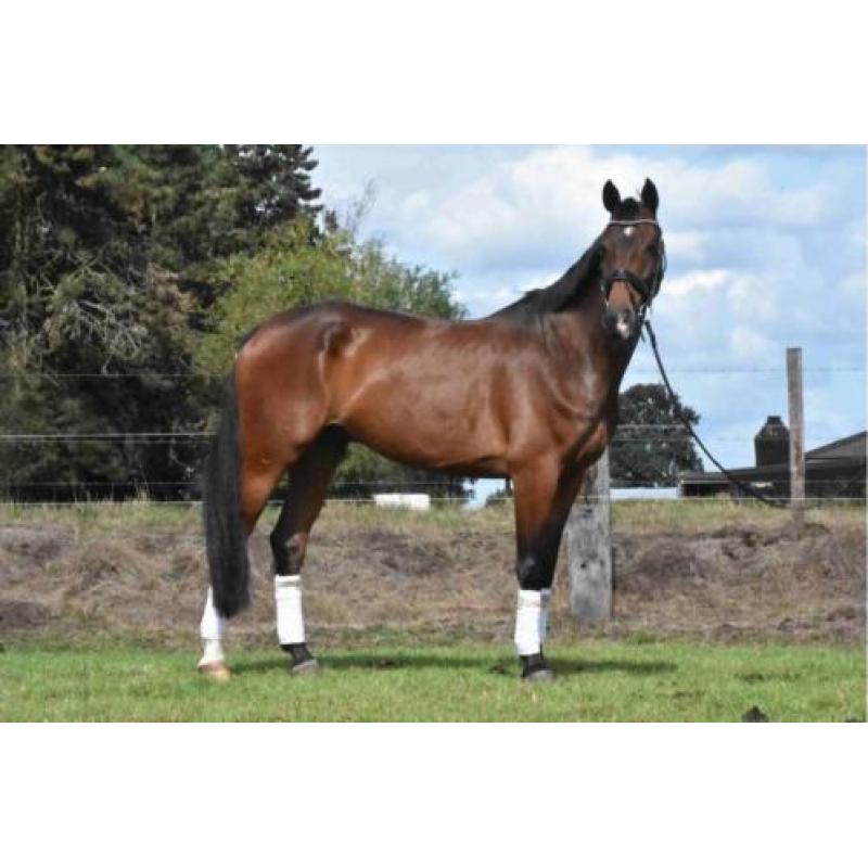 8 jarige Namelus R x Revenge W röntgen gekeurd M + 22 winst