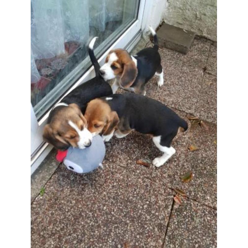 Beagle pups