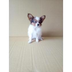 100 % Nederlandse Vlinderhondjes Papillon