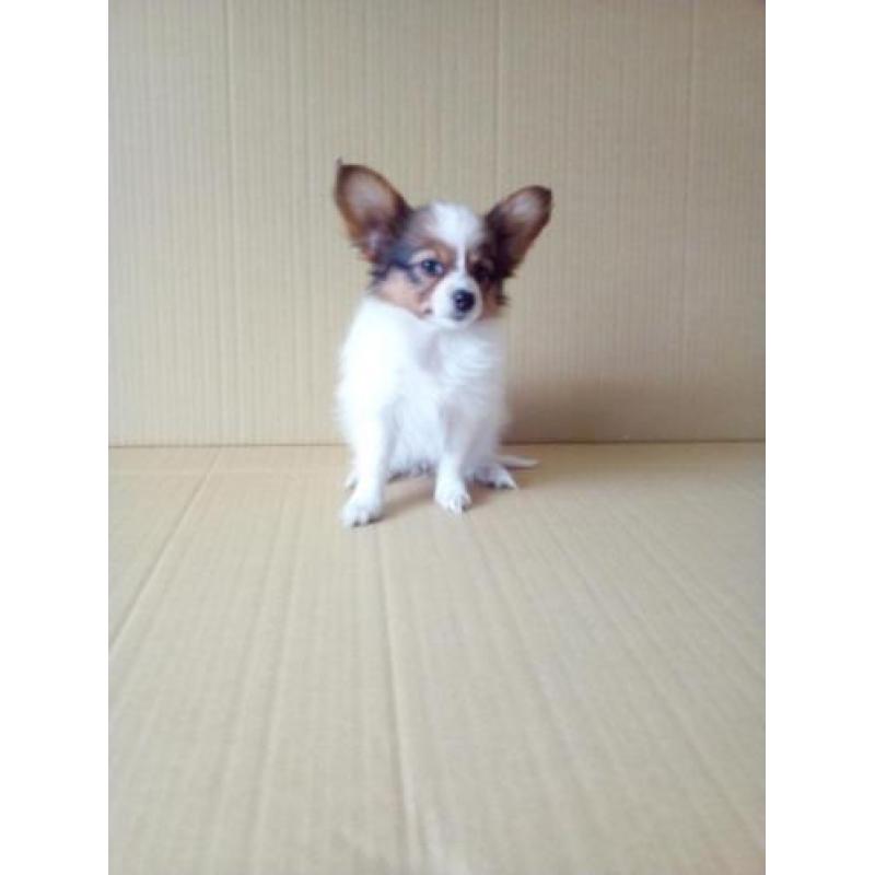 100 % Nederlandse Vlinderhondjes Papillon