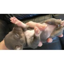Kortharig zilver/blauw & tan Chihuahua teefje